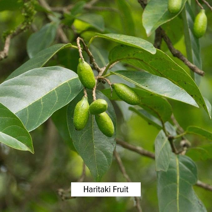 Banyan Botanicals Haritaki Powder 1/2 Pound