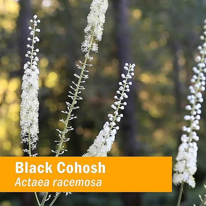 Herb Pharm Certified Organic Black Cohosh 1 Ounce (DBLKCO01)