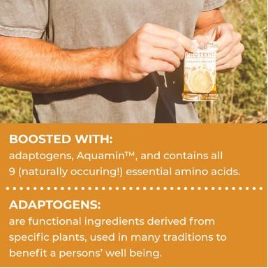 Laird Superfood Functional Protein Bars – Protein Bar but Better with Real Ingredients, Functional Mushrooms 10g Plant-Based Protein, 6g Fiber - Non-GMO - Peanut Butter, 10 Count (Pack of 1)