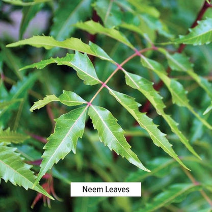 Banyan Botanicals Neem Powder 1 lb.