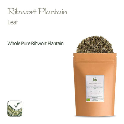 Plantain Leaf Tea Organic Herb