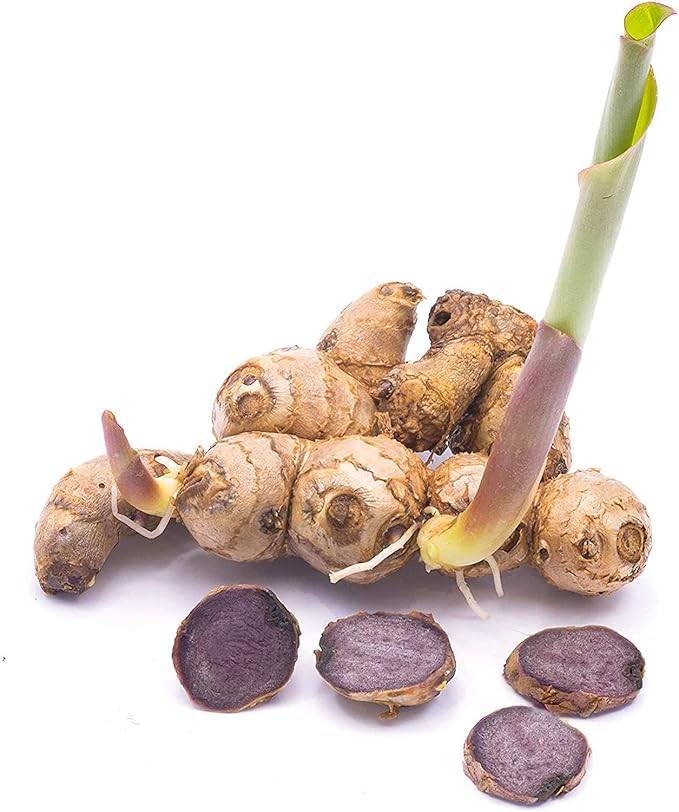 Addictive Wellness Thai Black Ginger 50 Grams (1.76 Ounce),