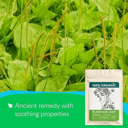 Super Value Pack 5 LB – Organic Plantain Leaf Tea – Natural Respiratory Support - Loose Leaf Tea for Soothing, Digestive & Immune Benefits