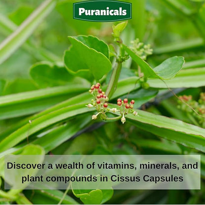 Cissus Premium 320 Capsules Non GMO 700 mg 100% Pure