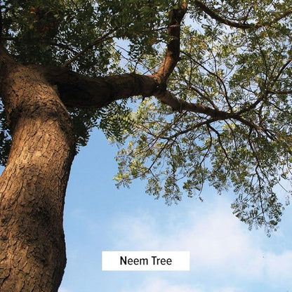 Banyan Botanicals Neem Powder 1 lb.