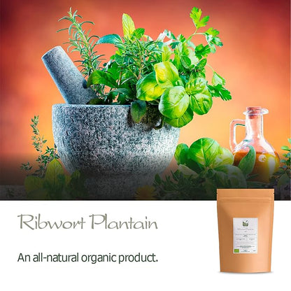 Plantain Leaf Tea Organic Herb