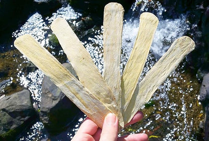 Astragalus Root X-Large Slices